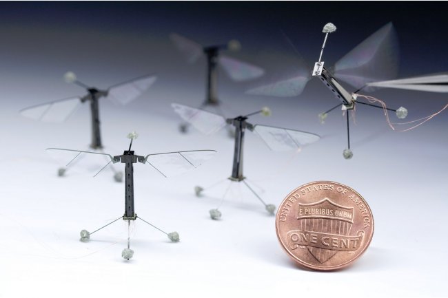 Le poids du robot insecte montré par Harvard pèse un trentième environ d'une pièce d'un penny américain. (cliquer sur l'image pour l'agrandir). Crédit : Kevin Ma and Pakpong Chirarattananon, Harvard University.