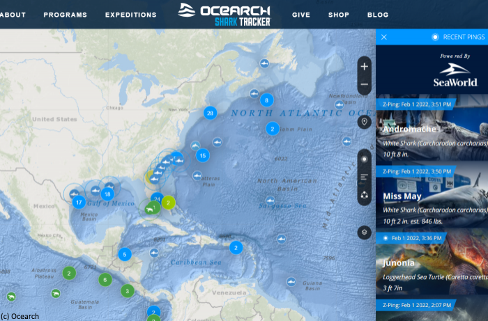 L'organisation Ocearch s'appuie sur le cloud pour surveiller les populations de requins