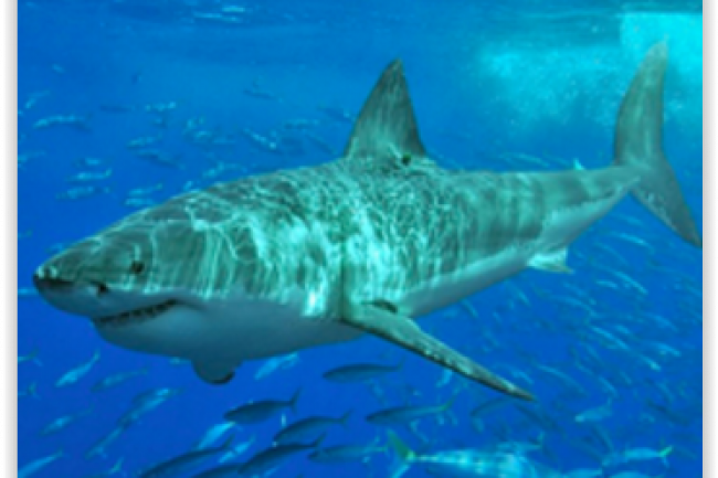 Le gouvernement australien compte sur la technologie pour lutter contre les menaces que reprsentent les requins. (crdit : D.R.)