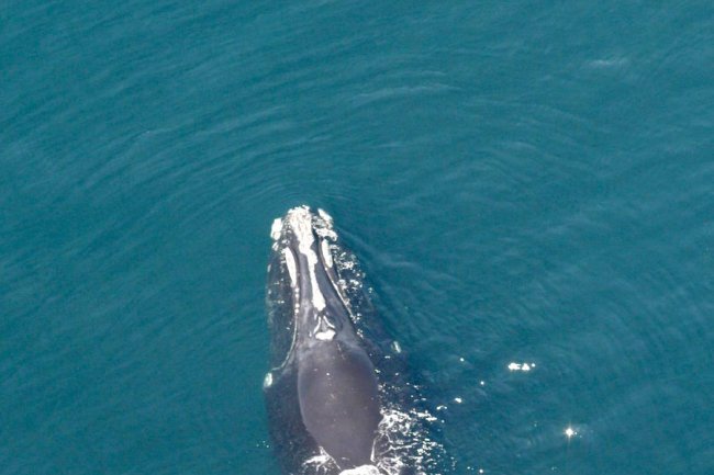 447 baleines noires de l'Atlantique seulement sont à l'état sauvage.