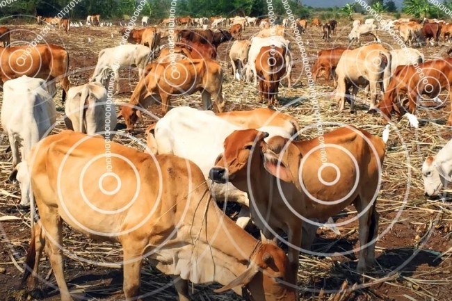 Un récent partenariat a été conclu entre Quantified Ag et et Cradlepoint pour surveiller la santé du bétail grâce à un système d'étiquettes IoT agrafées à l’oreille des animaux. (crédit : D.R.)