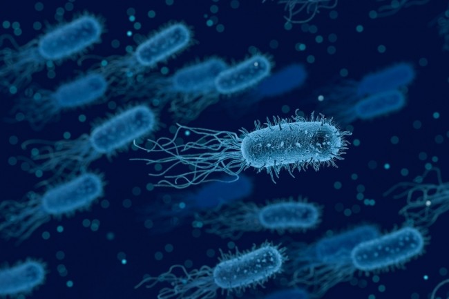 Les bactries partagent en partie les mmes capacits de dtection, de dclenchement, de communication et de traitement que lIoT informatique. (Crdit Pixabay)