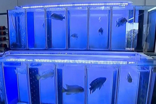 Des poissons sous surveillance video 24h/24 en Isra�l pour v�rifier que l'eau de son r�seau de distribution civil ne soit pas pollu�e. (cr�dit : Channel 12)