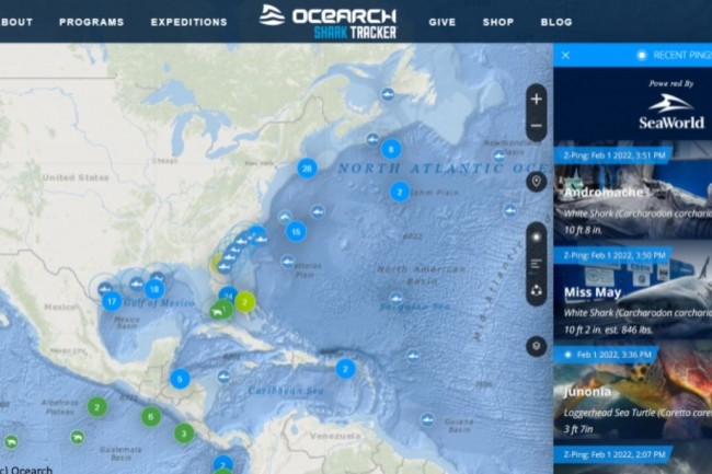 Sur son site, Ocearch affiche les dernières données collectées par son Shark Tracker, stockées dans le cloud AWS. (crédit : Ocerch)
