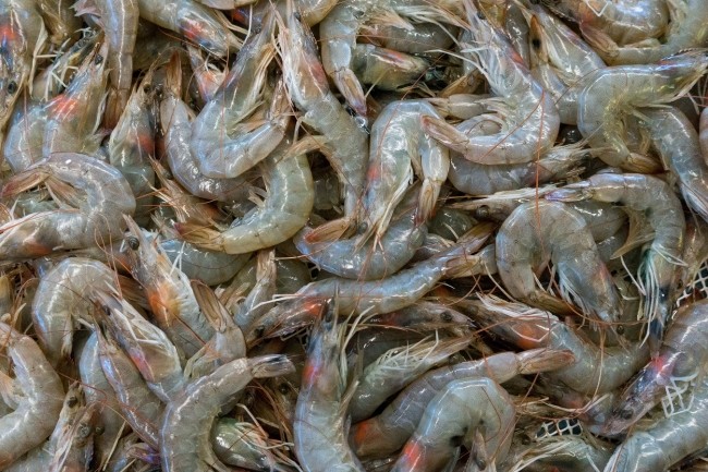 Les crevettes d'levage reprsentent 55 % de la production mondiale de crevettes et le recours  la technologie pourrait aider dans le dveloppement d'un systme d'levage durable. (Crdit : Unsplash)