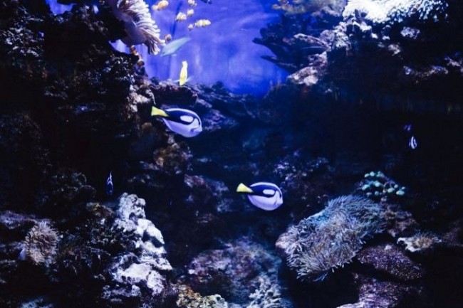 Le Port de Barcelone compte sur la simulation numérique et l'IA pour contribuer à la régénération de l’environnement marin compromis par son activité. (Photo: sooprun / Pixabay) Le Port de Barcelone compte sur la simulation numérique et l'IA pour contribuer à la régénération de l’environnement marin compromis par son activité. (Photo: sooprun / Pixabay)