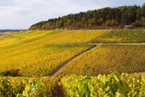Le bureau interprofessionnel des vins de Bourgogne centralise et valorise ses donnes