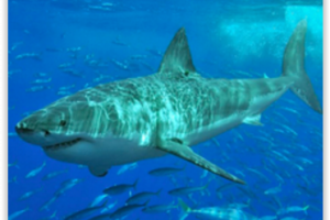 L'Australie s'arme pour d�tecter les requins pr�s des plages