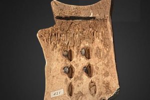 1�re impression en 3D d'un os d'oracle chinois de 3000 ans