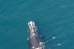 Des scientifiques suivent des baleines avec du machine learning
