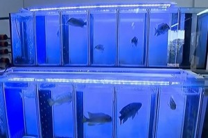 Tlex : Des poissons pour la cyberscurit de l'eau en Isral, Amazon met 2 Md$ dans la cleantech, Google tend le fact check aux images