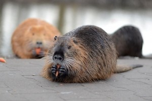 Telex : Un ragondin coupe Internet � 9 communes, IPO r�ussie pour Sumo Logic, Le Libre fait sa f�te le 19 septembre