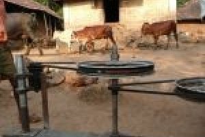 Des vaches pour alimenter l'OLPC